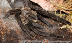 Chilobrachys dyscolus – ptasznik