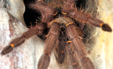 Ephebopus cyanognathus – ptasznik