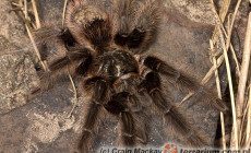 Grammostola grossa – ptasznik