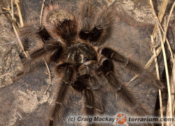 Grammostola grossa – ptasznik