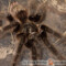 Grammostola grossa – ptasznik