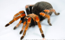 Brachypelma boehmei – ptasznik czerwononogi