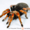Brachypelma boehmei – ptasznik czerwononogi