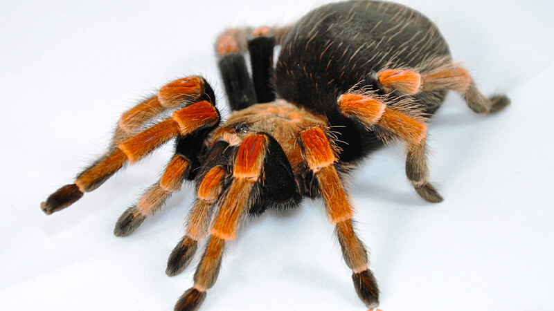 Systematyka ptaszników