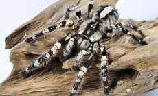 Poecilotheria striata – ptasznik