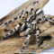 Poecilotheria striata – ptasznik