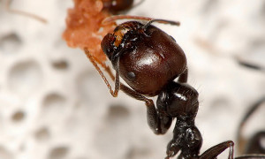 Mrówki – hodowla
