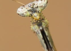 Pseudempusa pinnapavonis