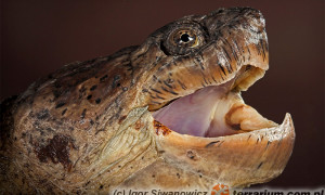 Chelydra serpentina – żółw jaszczurowaty