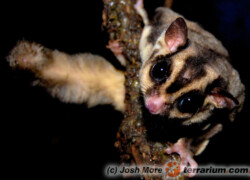 Petaurus breviceps – lotopałanka karłowata