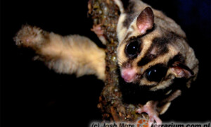 Petaurus breviceps – lotopałanka karłowata