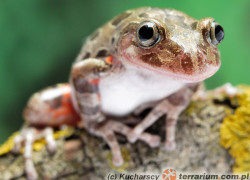 Kassina maculata – afrykańska żaba biegająca*