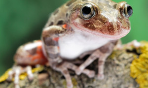 Kassina maculata – afrykańska żaba biegająca*