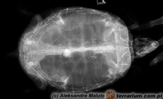 RTG (rentgen) w leczeniu gadów