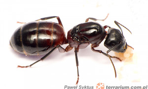 Camponotus ligniperdus – gmachówka drzewotoczna