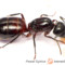 Camponotus ligniperdus – gmachówka drzewotoczna