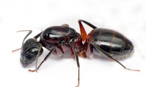 Camponotus herculeanus – gmachówka cieśla, gmachówka koniczek