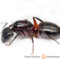 Camponotus herculeanus – gmachówka cieśla, gmachówka koniczek