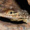 Varanus timorensis – waran timorski