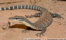 Varanus glauerti