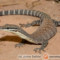 Varanus glauerti