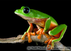 Agalychnis moreletii – chwytnica moreleta