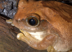 Leptopelis vermiculatus