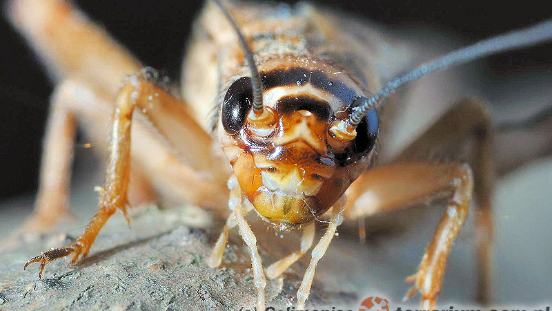 Gryllidae – świerszcze