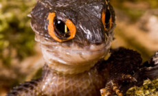 Zachowania jaszczurek związane z rozrodem