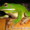 Litoria infrafrenata – rzekotka nowogwinejska