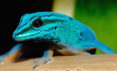 Lygodactylus williamsi – gekon Williamsa