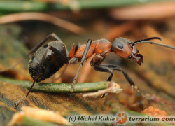 Formica rufa – mrówka rudnica