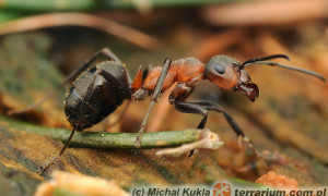 Formica rufa – mrówka rudnica