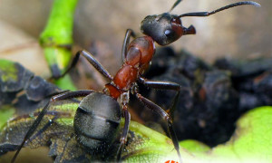Formica polyctena – mrówka ćmawa