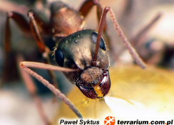 Formica cunicularia – pierwomrówka podziemna