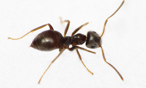 Lasius niger – hurtnica czarna