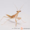 Miomantis spp.