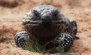 Tiliqua rugosa – scynk krótkoogonowy