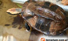 Platemys platycephala – wklęsłopancerzówka czerwonogłowa