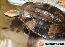 Platemys platycephala – wklęsłopancerzówka czerwonogłowa