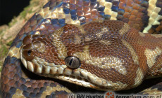 Morelia bredli – pyton Bredla