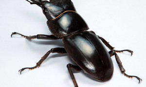 Dorcus titanus sika