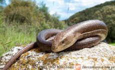 Pseudopus apodus – żółtopuzik bałkański