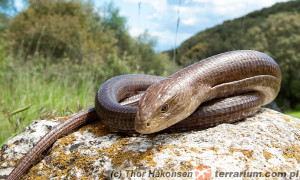 Pseudopus apodus – żółtopuzik bałkański