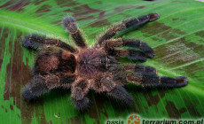 Ybyrapora diversipes – ptasznik