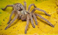 Pterinochilus spp. – ptaszniki