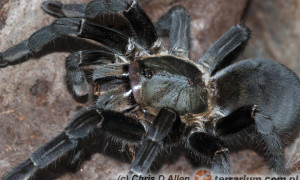 Haplopelma longipes