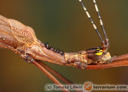 Pseudophasma acanthonotum