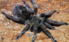 Tliltocatl andrewi – ptasznik