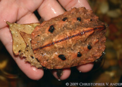 Chelus fimbriata – żółw matamata